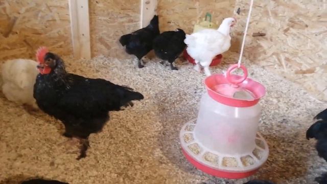 Цыплята в 2 месяца смотреть онлайн