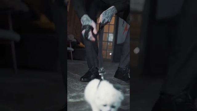 #животные #рек #киса смотреть онлайн