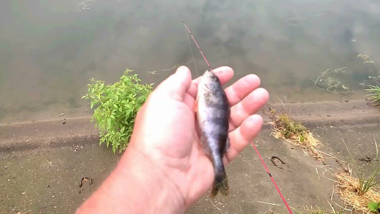 На канале в Тушино.14.07.2024 смотреть онлайн