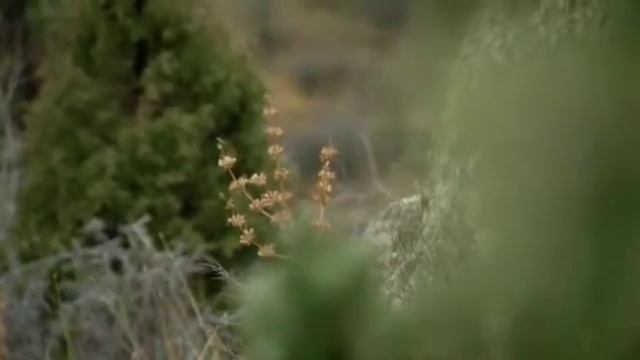 Surkhandarya region смотреть онлайн