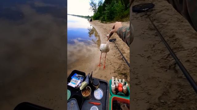 кормлю аиста на рыбалке #рыбалка #фидер #аисты #природа #flagman смотреть онлайн