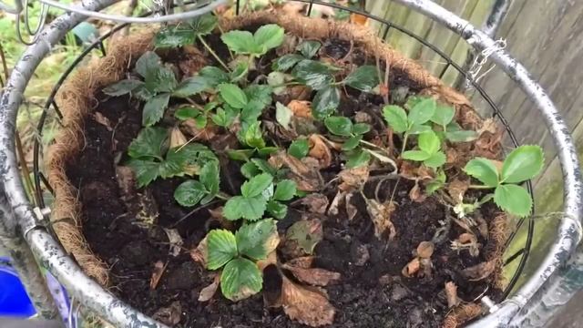 Autumn Garden MAINTENANCE of Hydrangea, Dahlia, Skimmia Japonica Rubella and Strawberry plants. смотреть онлайн