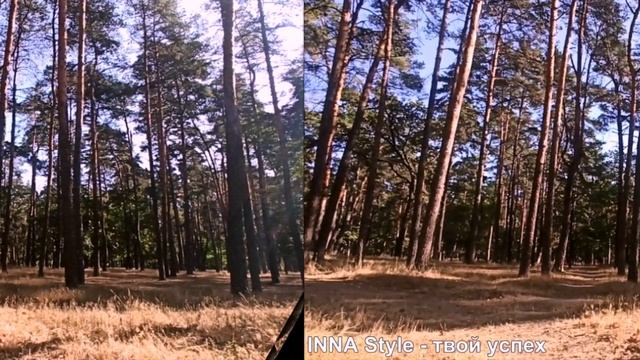 Тайны лесных птиц: Секреты, чтобы улучшить свое настроение смотреть онлайн