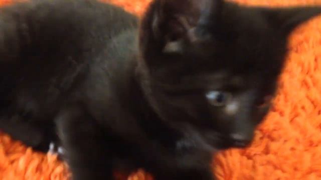 Котенка мы назвали... смотреть онлайн