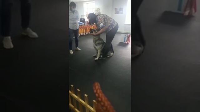 Открытый класс ВЕО кобели смотреть онлайн