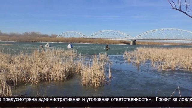 Запрет на ловлю рыбы с 20 апреля вступает в СКО смотреть онлайн