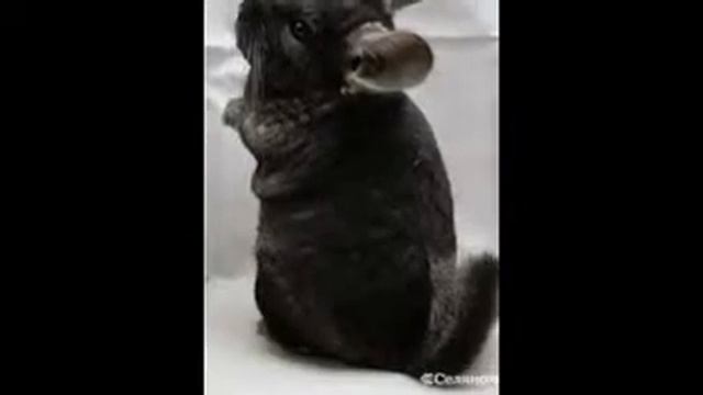 милые шиншилки смотреть онлайн