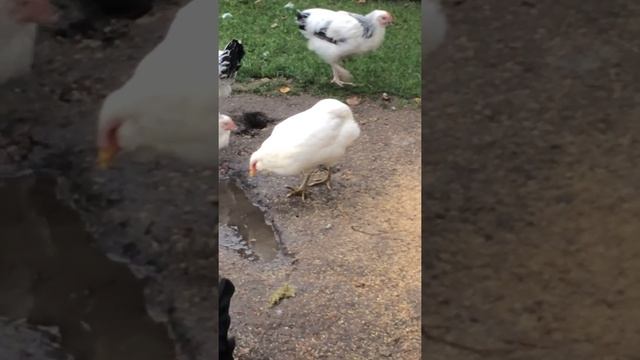 Araucana Grünleger in Weiß смотреть онлайн