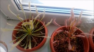 МОИ РОСЯНКИ: о растениях и уходе