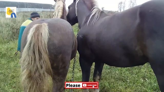 Horse Breeding Farm In US | Simple Equine Farm Part 2