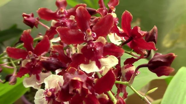 Memories from Orchid noobhood - Funny misconceptions I had смотреть онлайн