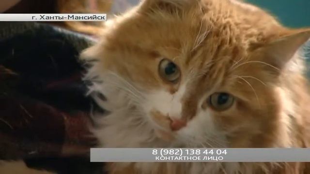 Друг семьи. «Ласковый кот ищет дом» смотреть онлайн