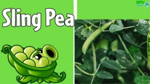 Растения из Plants vs. Zombies 2 в реальной жизни.