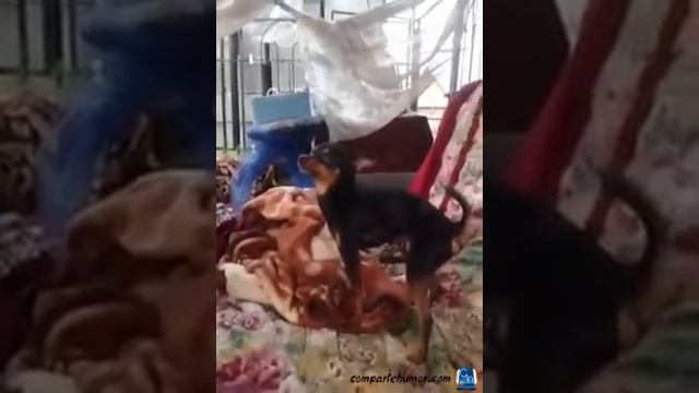 Сильно возбужденная собака)) смотреть онлайн