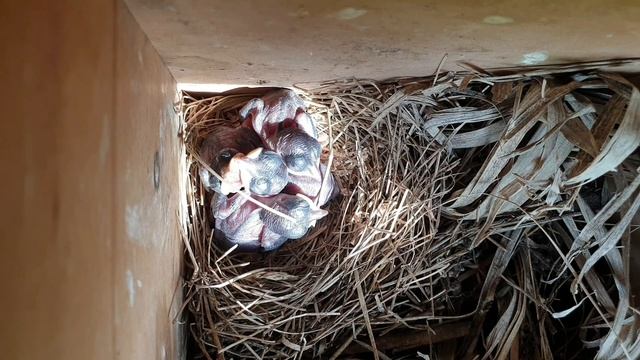 Beby Bird day 2 || Copsychus Malabaricus || Кормление Птенцов || Белопоясничный Шама Дрозд смотреть онлайн