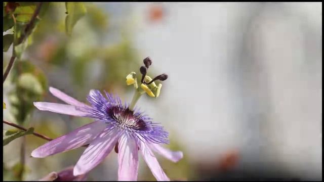 Passiflore éclosion смотреть онлайн