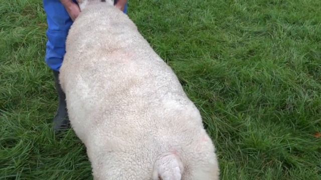 Овцы,порода Тексель DM смотреть онлайн