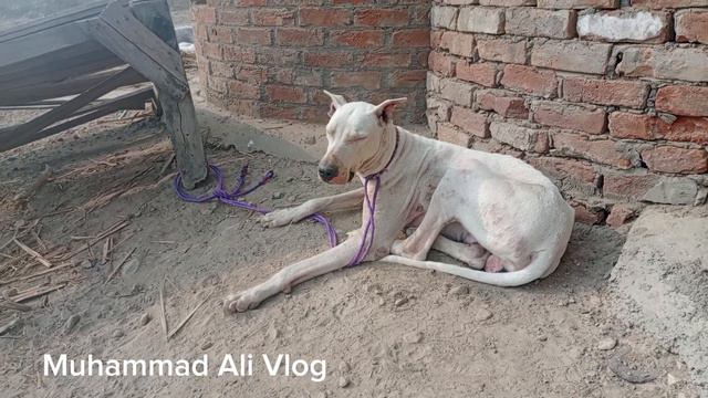 Hunting FERAL HOGS with Dogs Wildسور کا شکار بہترین شکار بہت ظلم ہوگیا смотреть онлайн