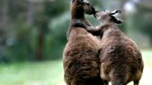 Дружба животных^_^Милые картинки:-) Виктория Робби смотреть онлайн