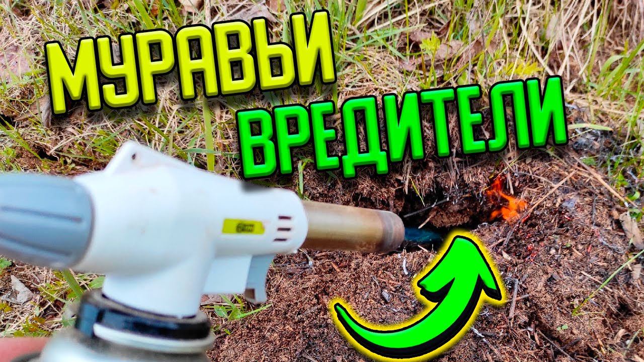 Как избавиться от муравьëв навсегда смотреть онлайн