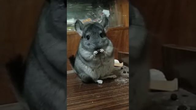 Шиншилла кушает вкусняшку смотреть онлайн