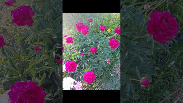 РОЗОВЫЕ ПИОНЫ