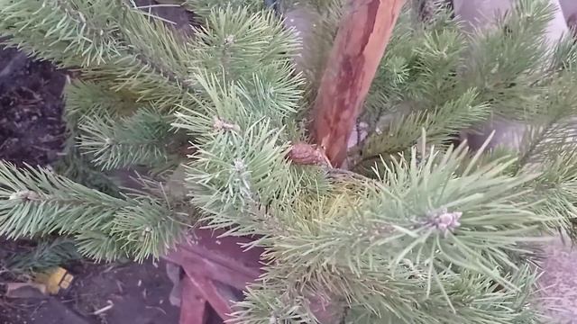 Как сделать новогоднюю ёлочку (вариант 2) смотреть онлайн