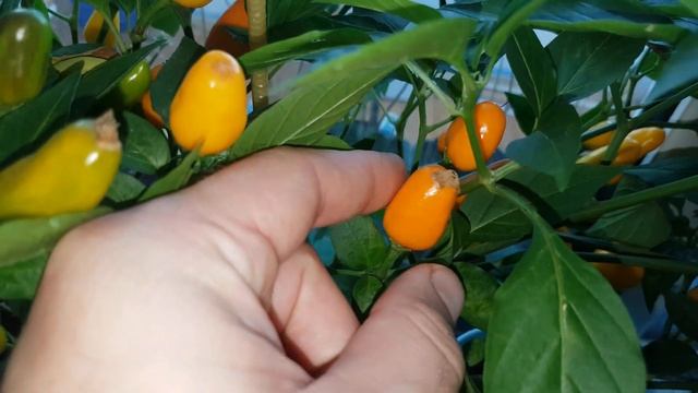 Плодоношение перца "Огненный букет " смотреть онлайн