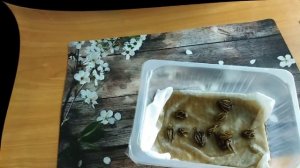 Посадка ранункулюса - ЛЮТИК в горшочки от А до Я