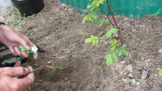 Метод размножения роз. смотреть онлайн