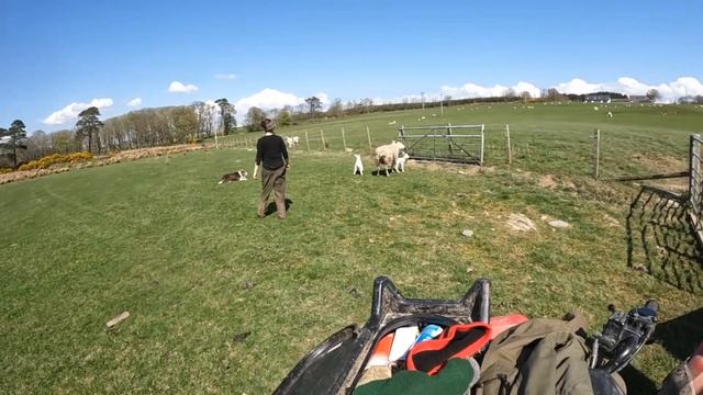 Sheepdog School How to train a sheepdog. How to catch a sheep with a sheepdog . смотреть онлайн