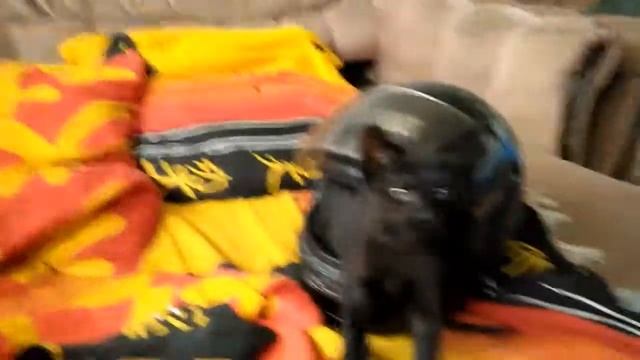 Котёнок байкера смотреть онлайн