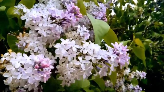 Как цветет сирень смотреть онлайн