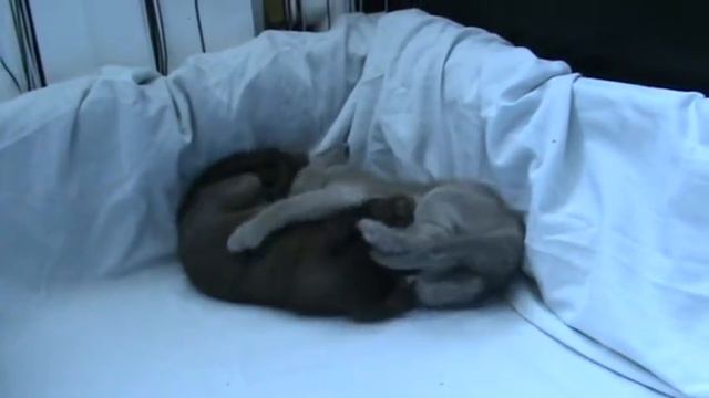 Мяу смотреть онлайн