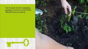 Как посадить клематисы.  Советы по посадке и выращиванию