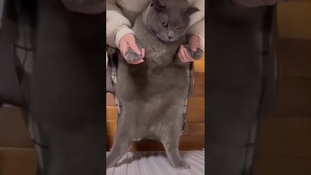котик трясёт животом смотреть онлайн