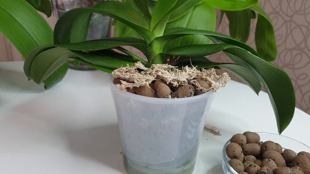 Орхидеи в керамзите || Плюсы и минусы содержание орхидей в керамзите смотреть онлайн