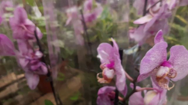 РОСТОВСКОЕ ШОССЕ. БАУЦЕНТР.ОБЗОР ОРХИДЕЙ//_28.04.24_// смотреть онлайн