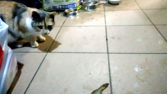 Кошка Милания ест живую рыбу, которую я выловил из пруда... Из серии : "Пруд-Лучший аквариум!" смотреть онлайн