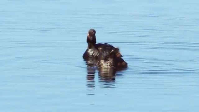 Black-Necked Grebe | Podiceps nigricollis | Черношейная поганка смотреть онлайн