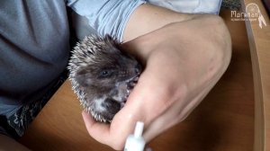 Чем и как кормить ежат