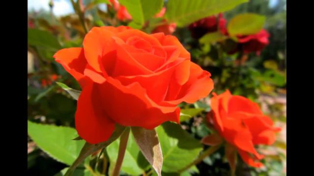 Городские цветы - Михаил Боярский смотреть онлайн