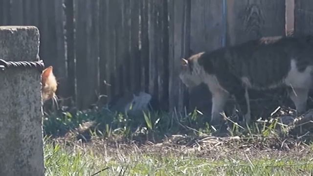 ИДУ К ТЕБЕ).Видео Татьяны Крестьянсковой смотреть онлайн