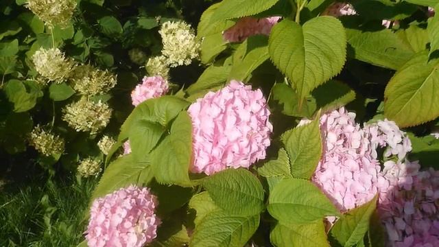 ШИКАРНЫЕ ГОРТЕНЗИИ крупнолистные и метельчатые в моем саду//10.08.2019г. смотреть онлайн