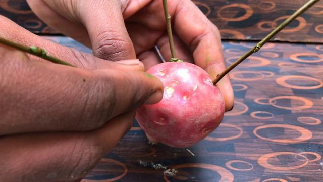 🎧🎼How to grow small Apple cuttings new unique techniques смотреть онлайн