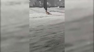 Лиса на рынке Новотроицк