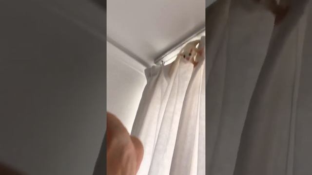 Поссум, сахарная белка летяга, Sugar glider, сахарная сумчатая летяга, белый поссум смотреть онлайн