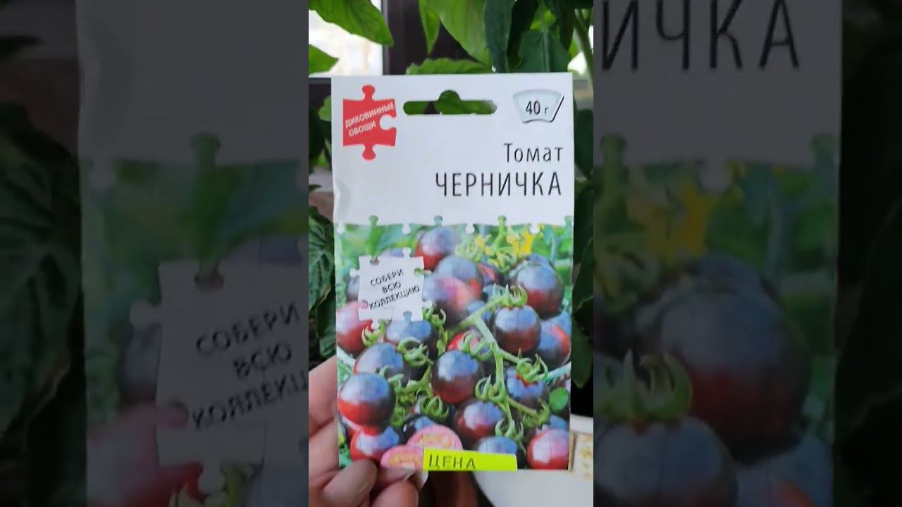 томат черничка смотреть онлайн