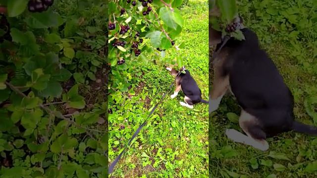 Бигль Маршал кушает черноплодную рябину