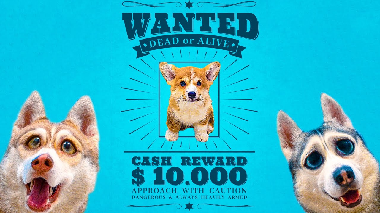 Я УБЕЖАЛ! (Корги Коржик) 200к КЛИП. смотреть онлайн